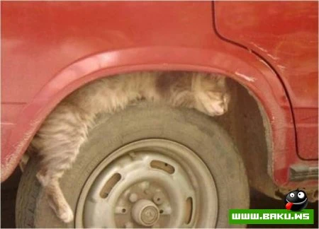 Кот может спать везде :)))