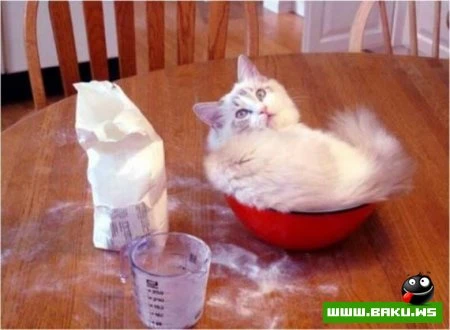 Кот может спать везде :)))