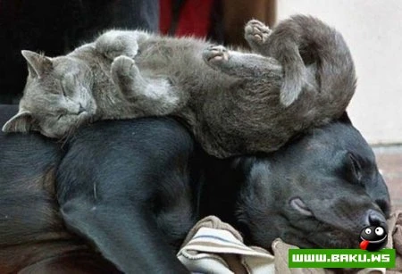 Кот может спать везде :)))