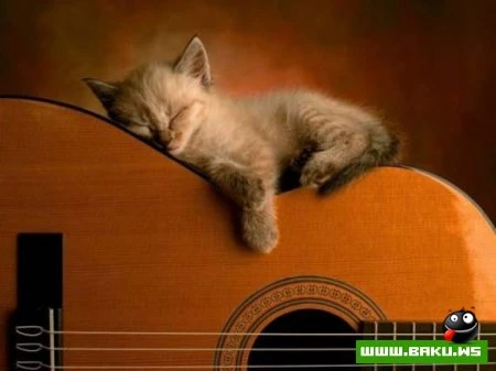 Кот может спать везде :)))