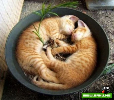 Кот может спать везде :)))