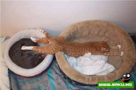Кот может спать везде :)))