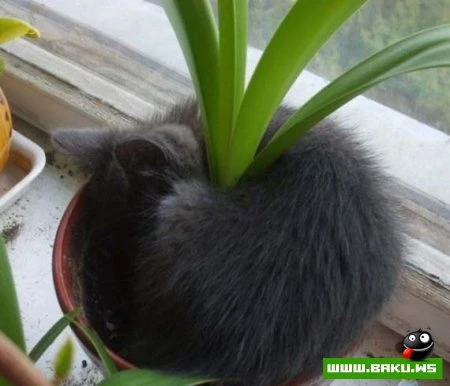 Кот может спать везде :)))