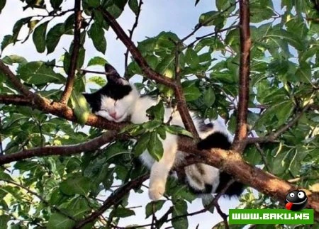 Кот может спать везде :)))