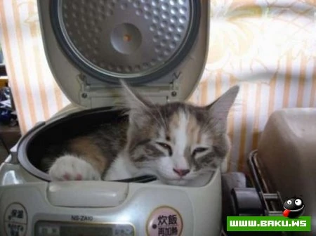 Кот может спать везде :)))