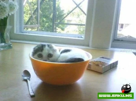 Кот может спать везде :)))