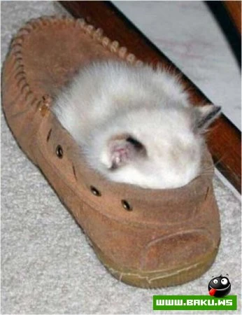 Кот может спать везде :)))