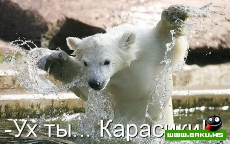 Котята :)