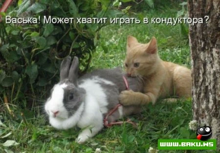 Котята :)