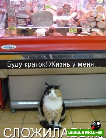 Котята :)
