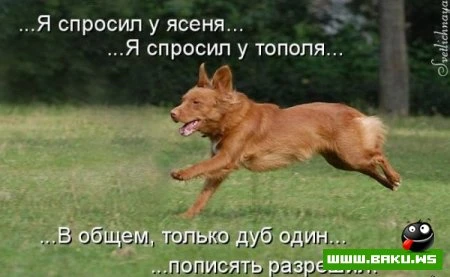 Котята :)