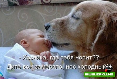 Котята :)