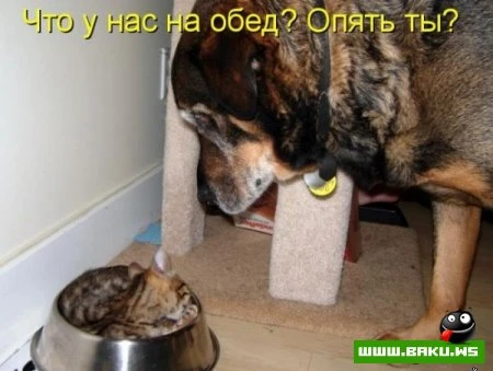 Котята :)