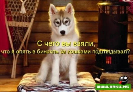 Котята :)