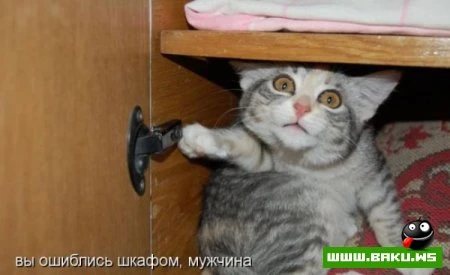 Котята :)