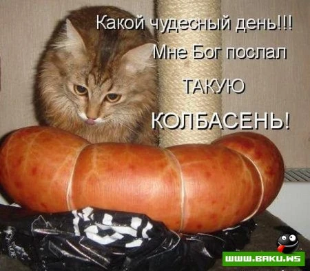Котята :)