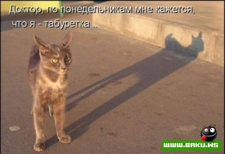 Котята :)