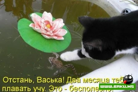 Котята :)