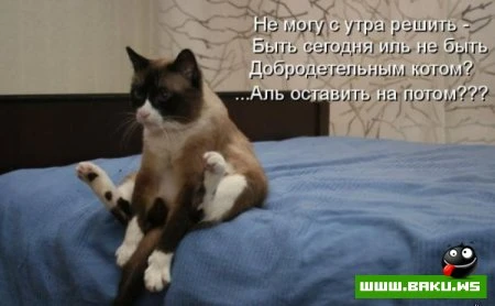 Котята :)
