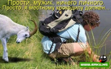 Котята :)