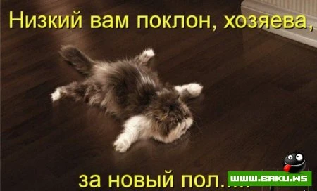 Котята :)