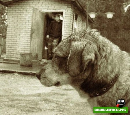 Плачущие собачки.. :(