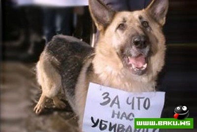 Плачущие собачки.. :(