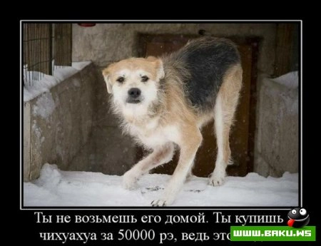 Плачущие собачки.. :(