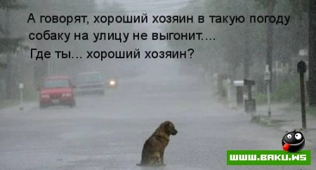 Плачущие собачки.. :(