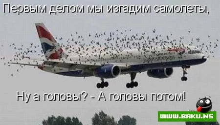 любимые зверюшки, домашние и не :))))