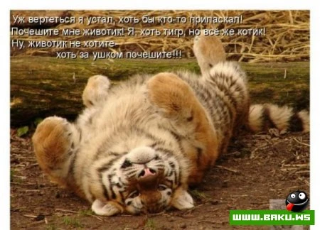 любимые зверюшки, домашние и не :))))
