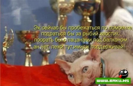 любимые зверюшки, домашние и не :))))
