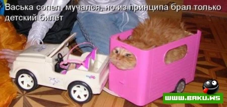 любимые зверюшки, домашние и не :))))