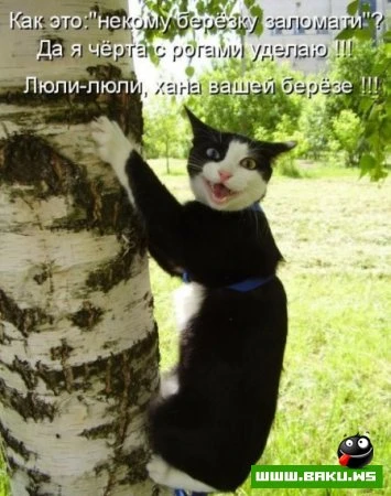 любимые зверюшки, домашние и не :))))