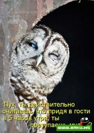 любимые зверюшки, домашние и не :))))