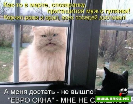 любимые зверюшки, домашние и не :))))