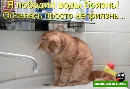 любимые зверюшки, домашние и не :))))