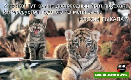 любимые зверюшки, домашние и не :))))