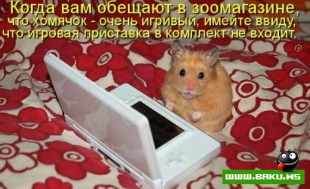 любимые зверюшки, домашние и не :))))