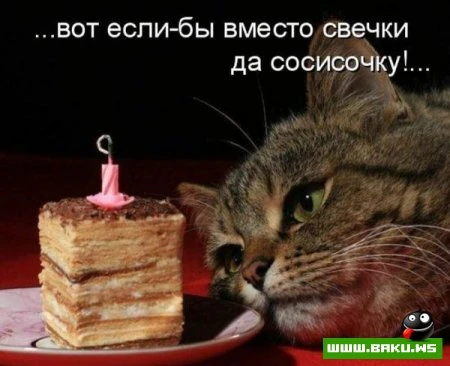 любимые зверюшки, домашние и не :))))