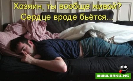 любимые зверюшки, домашние и не :))))