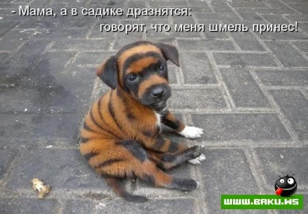 любимые зверюшки, домашние и не :))))