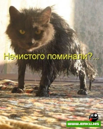 любимые зверюшки, домашние и не :))))