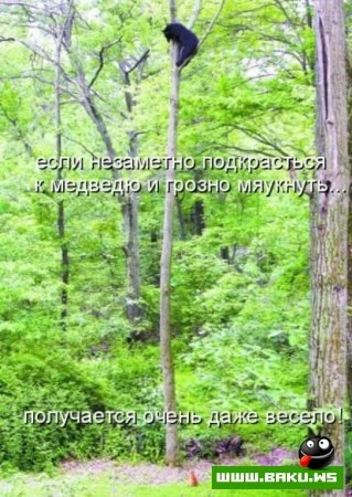 любимые зверюшки, домашние и не :))))