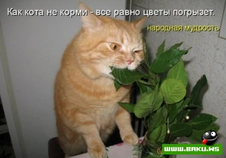 любимые зверюшки, домашние и не :))))