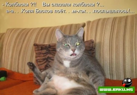 любимые зверюшки, домашние и не :))))