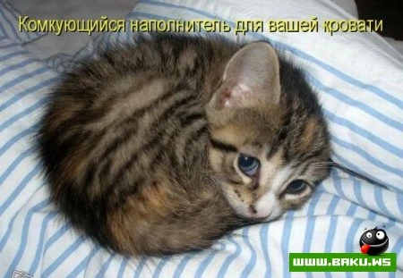 любимые зверюшки, домашние и не :))))