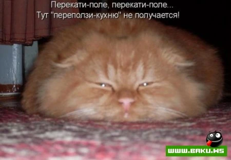 любимые зверюшки, домашние и не :))))