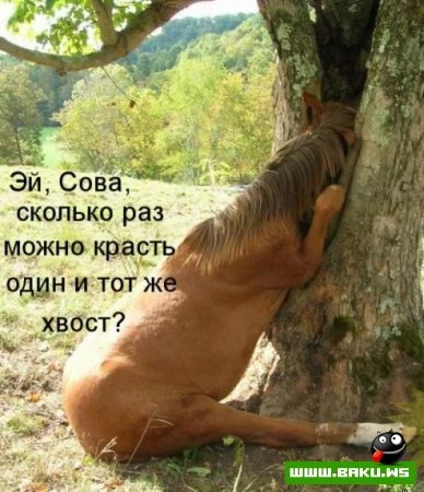 любимые зверюшки, домашние и не :))))