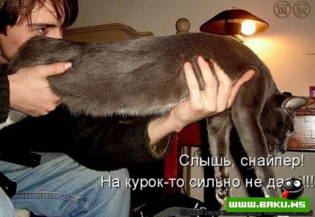 любимые зверюшки, домашние и не :))))